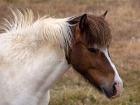 Portrait geschecktes Islandpferd